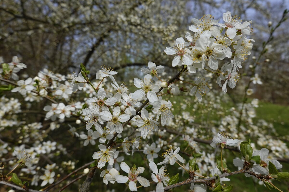 Первое цветение ... - Галина 