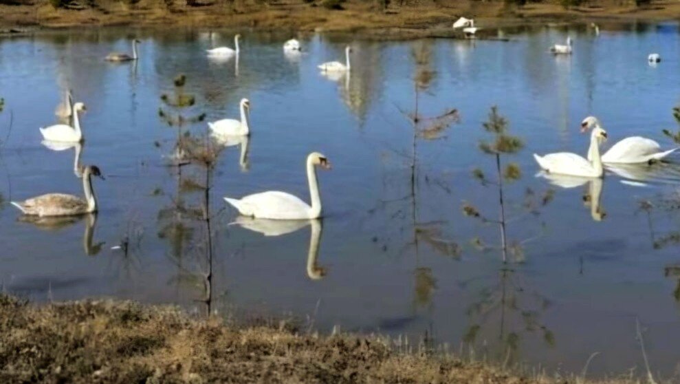 Лебеди прилетели - Георгиевич 