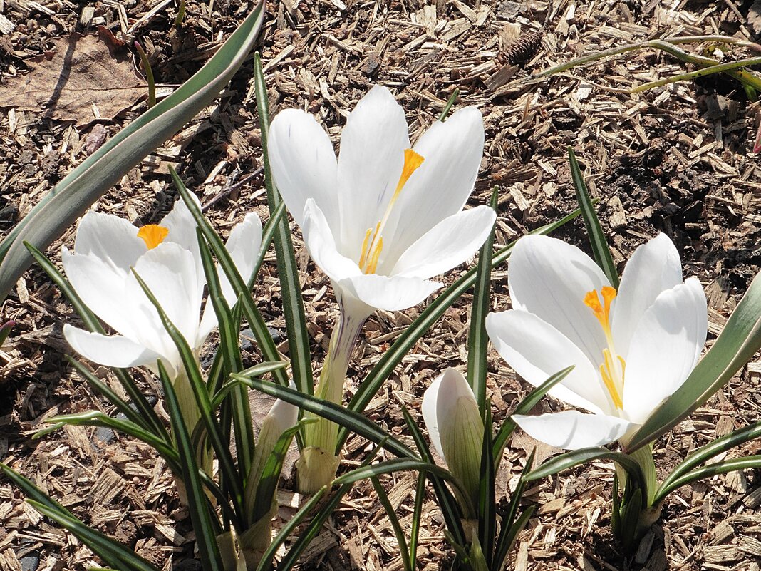 Белые крокусы - Лидия Бусурина Белые крокусы - Лидия Бусурина