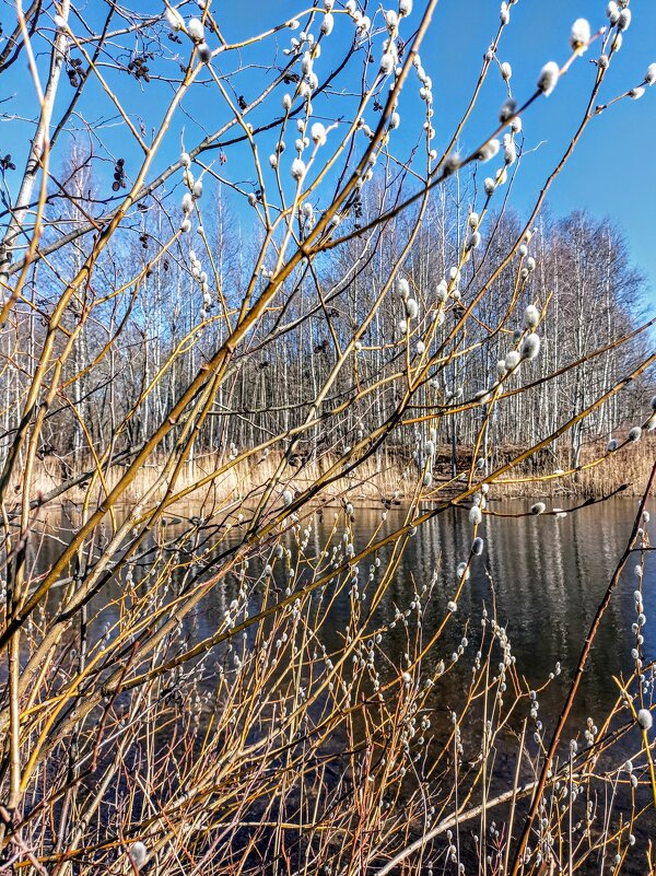 У пруда - Veera V