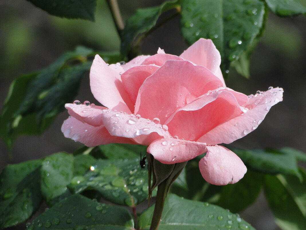 роза - Наталья Штанулина