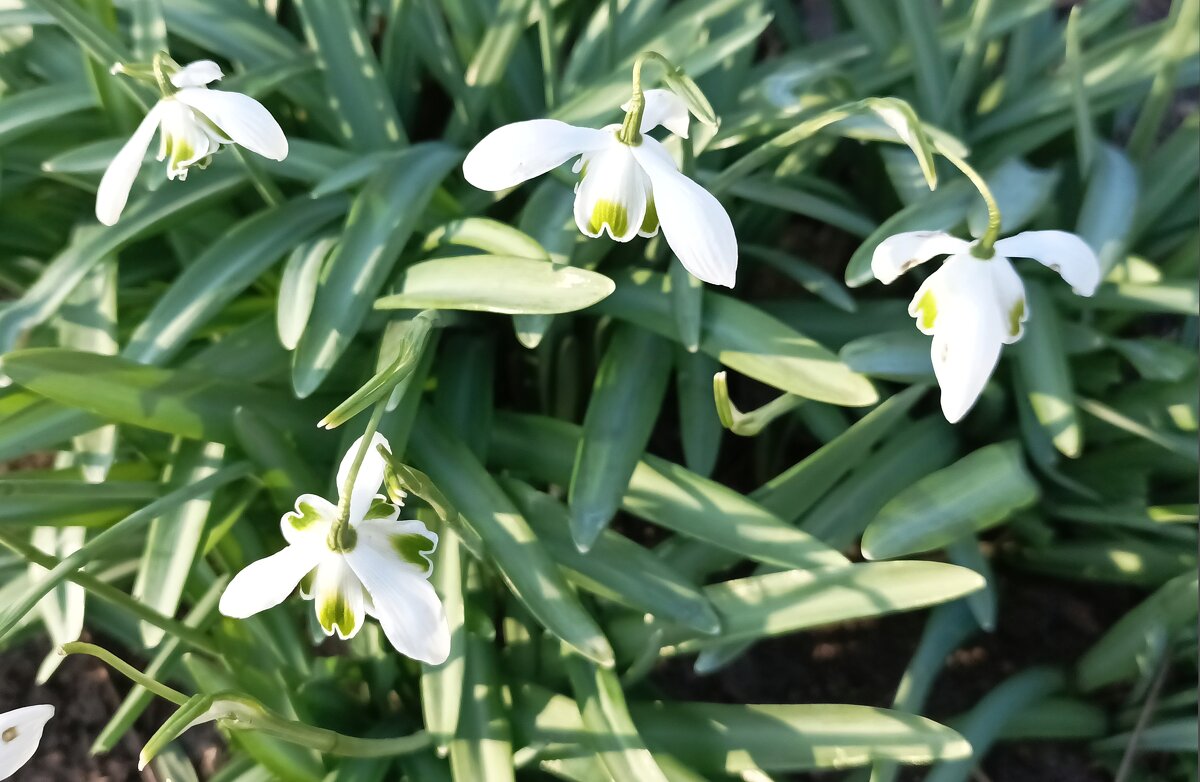 Подснежники - Veera V