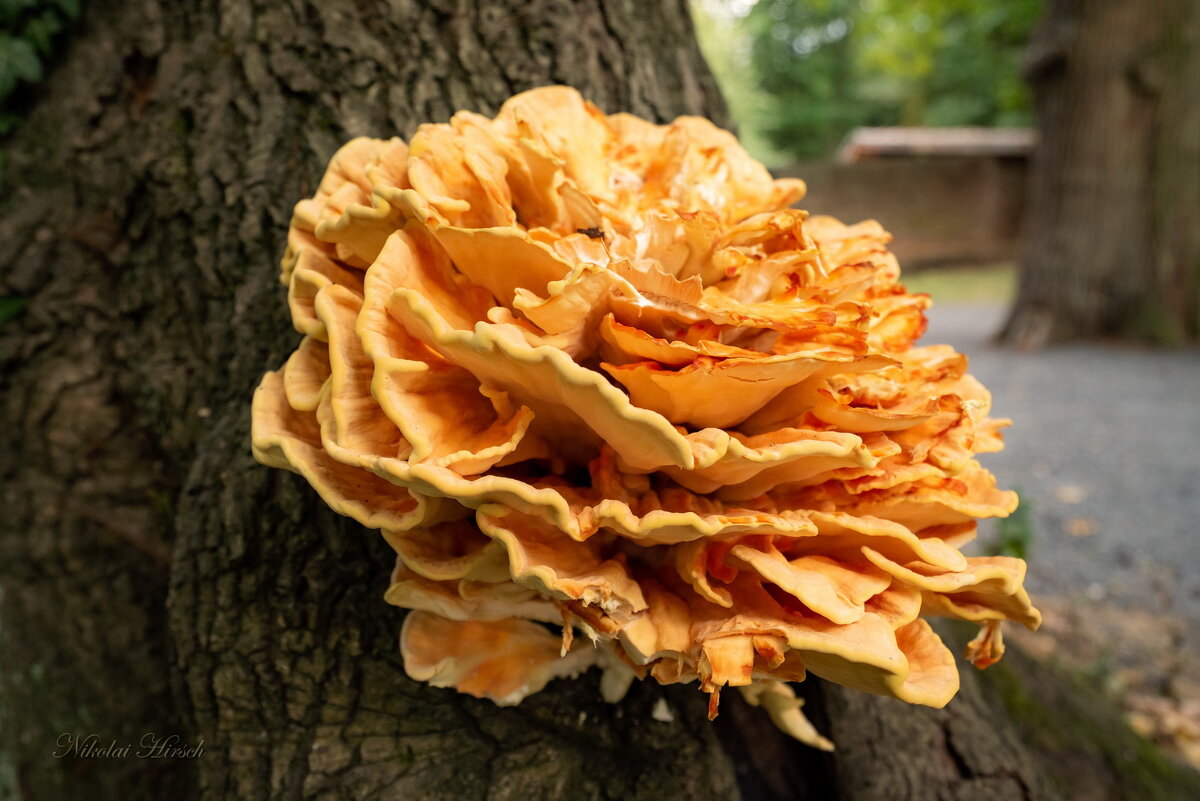 Гриб-красавец... - Николай Гирш