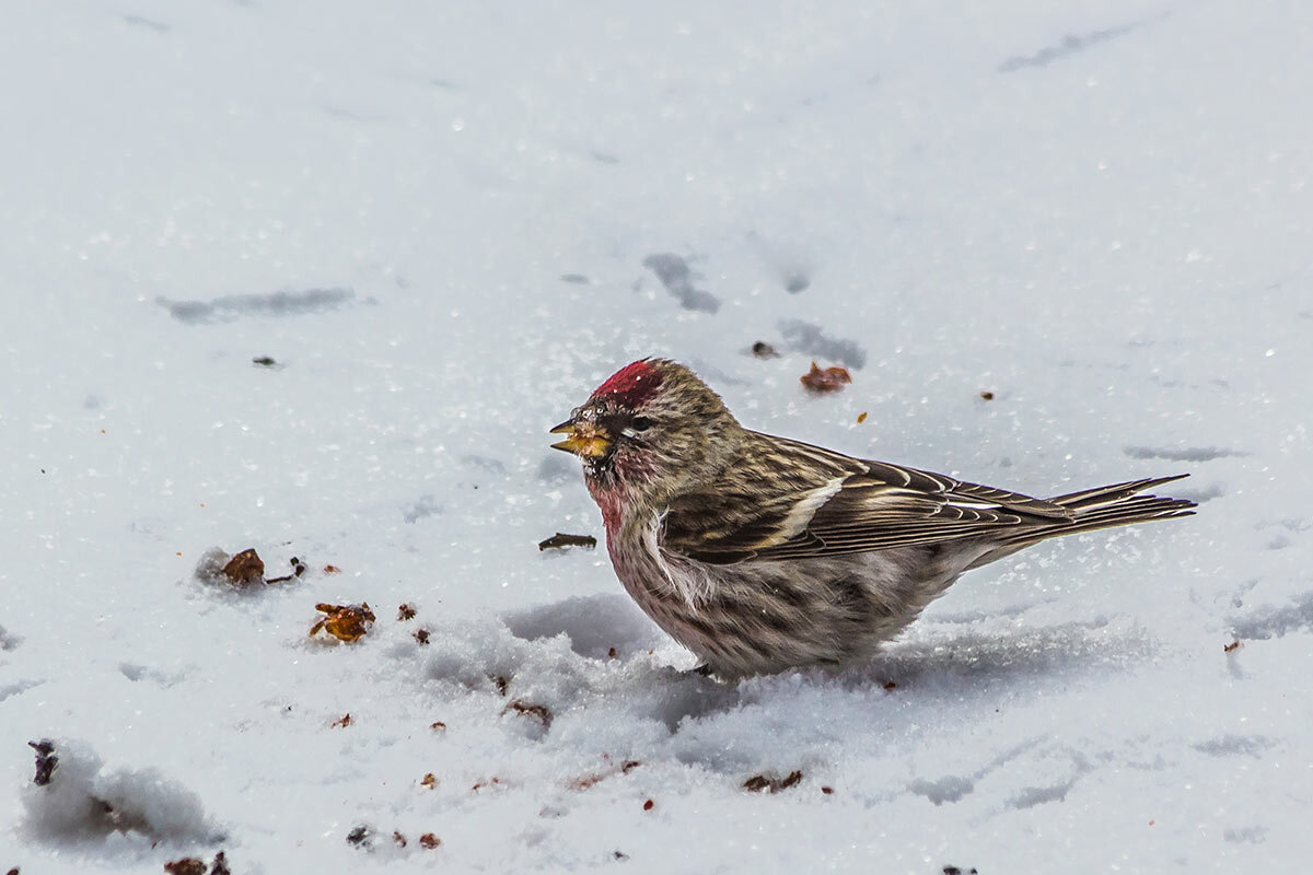 Чечётка - SanSan 