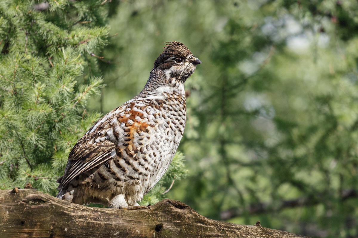 Рябчик - SanSan 