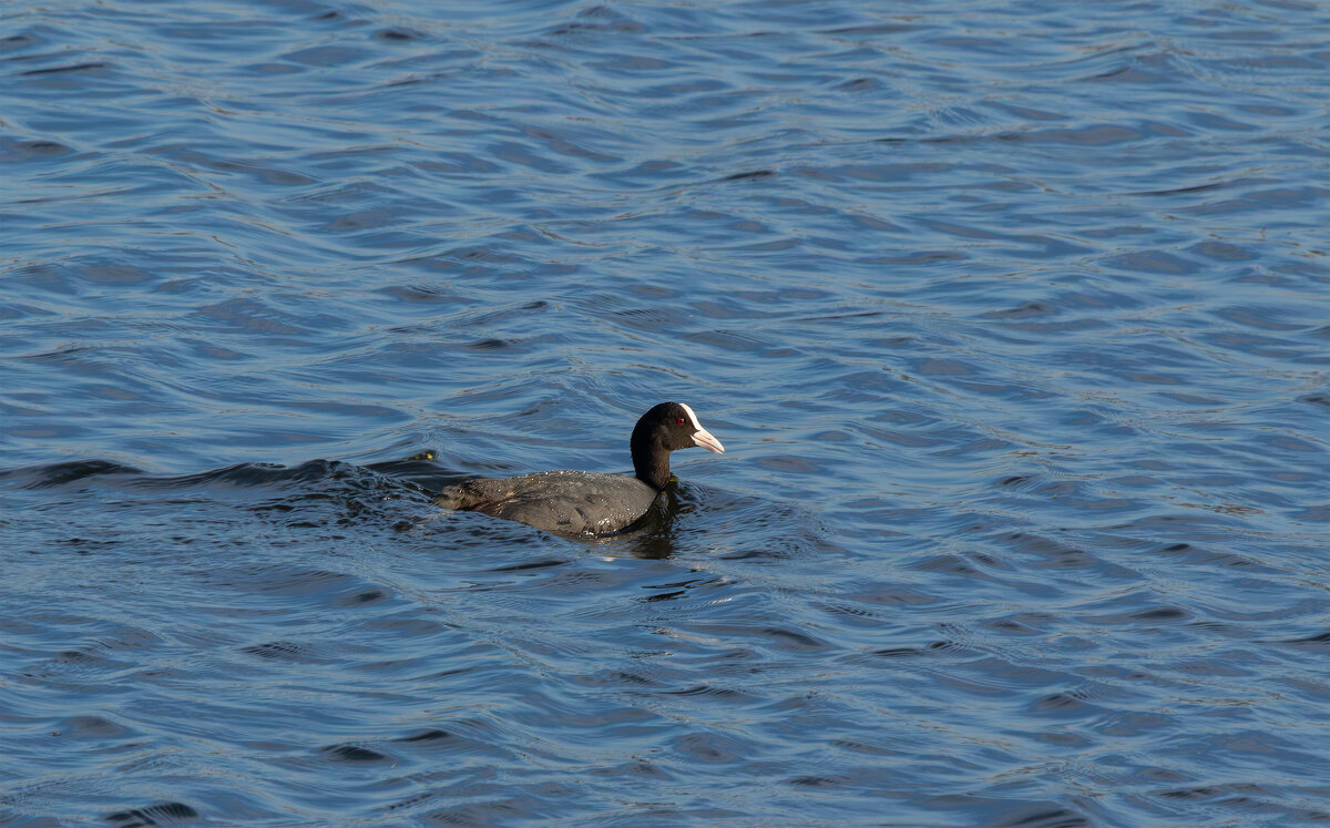 Лысуха. - Евгений Голубев