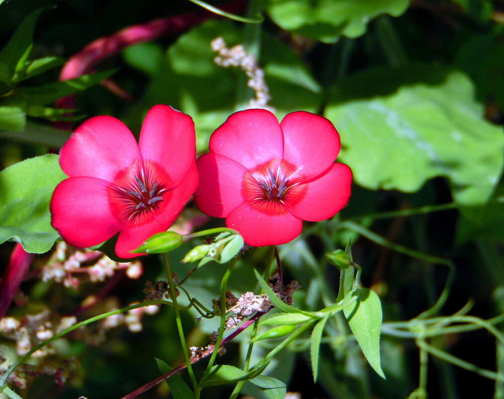 Прекрасный,красный ленок. - nadyasilyuk Вознюк