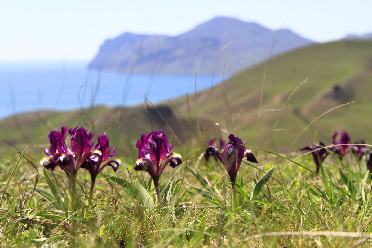 Ирисы - Геннадий Валеев