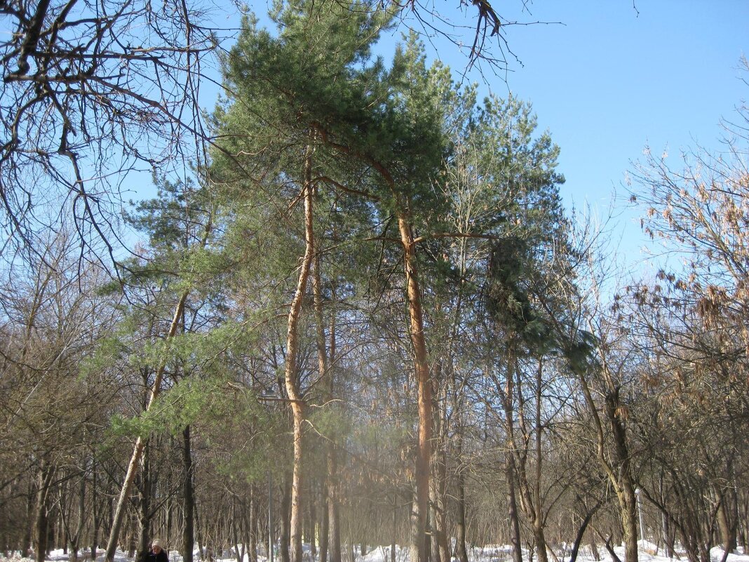 Сосны в синеве - Дмитрий Никитин
