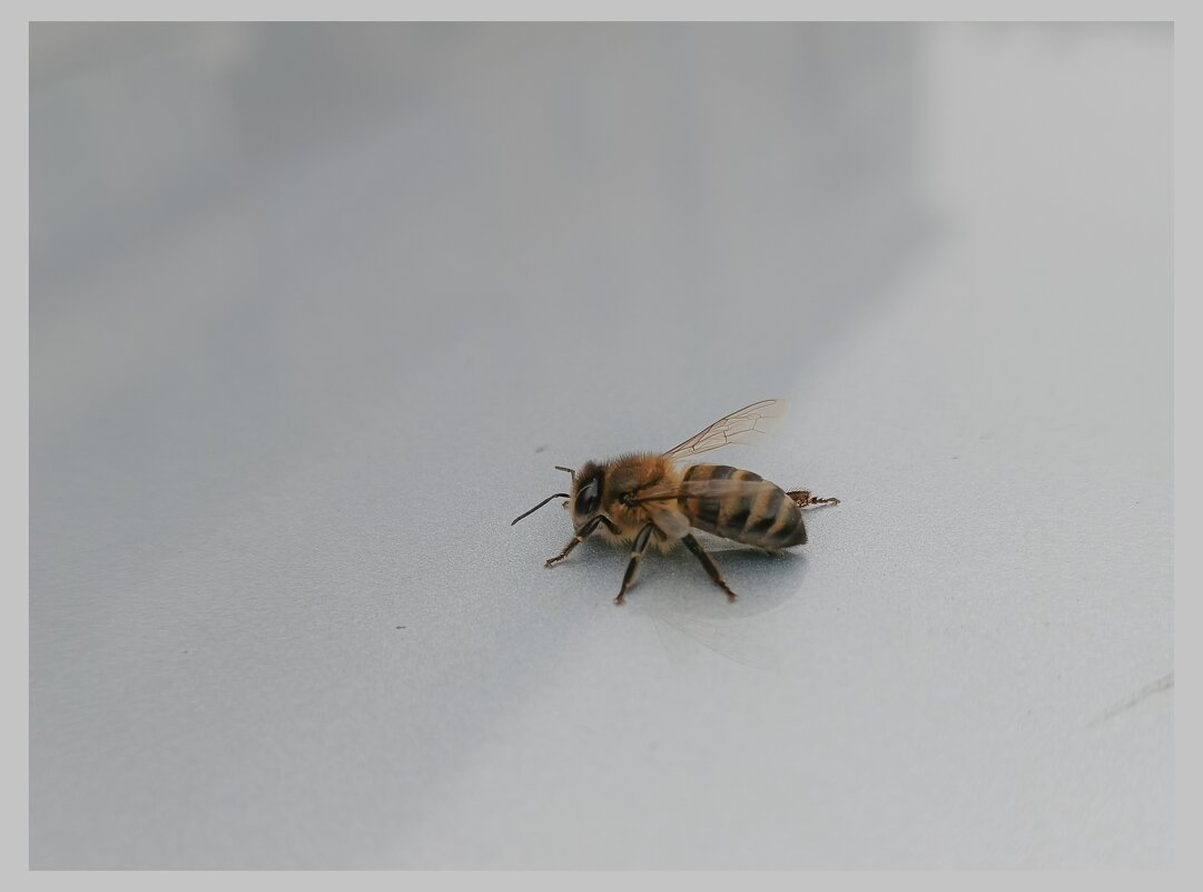 Пчёлка: „Весна! Пора работать!“ - Вадим Басов