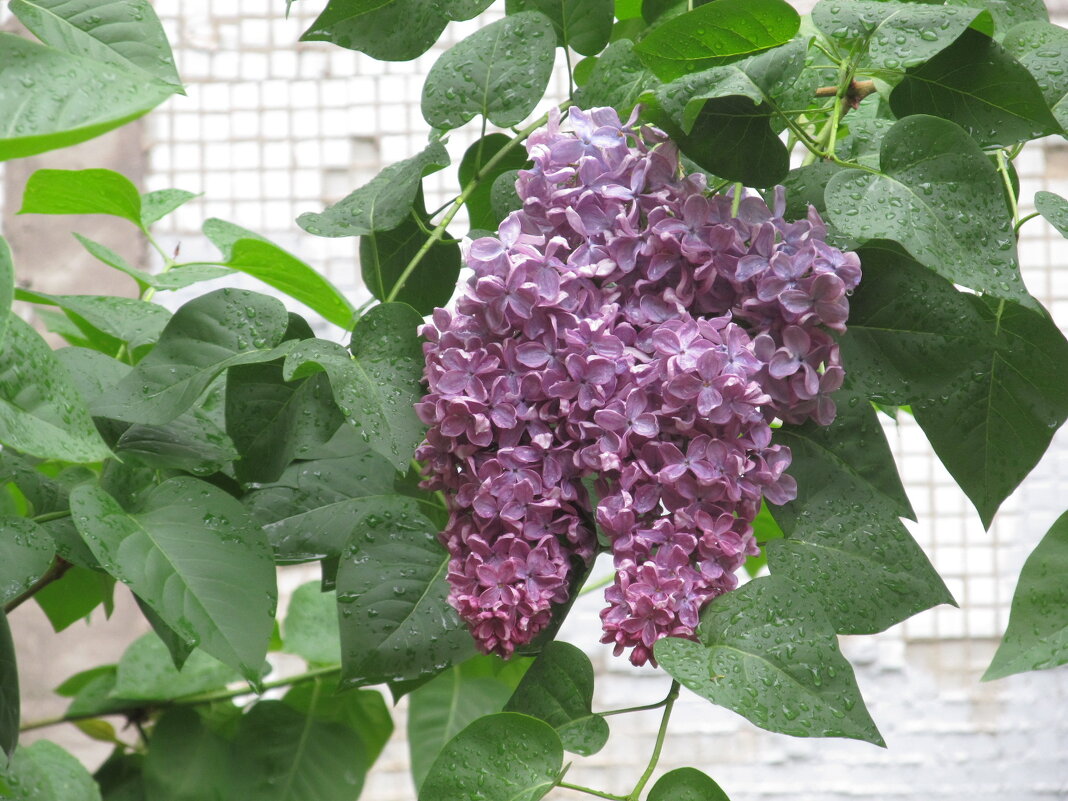 май - Елена Шаламова май - Елена Шаламова