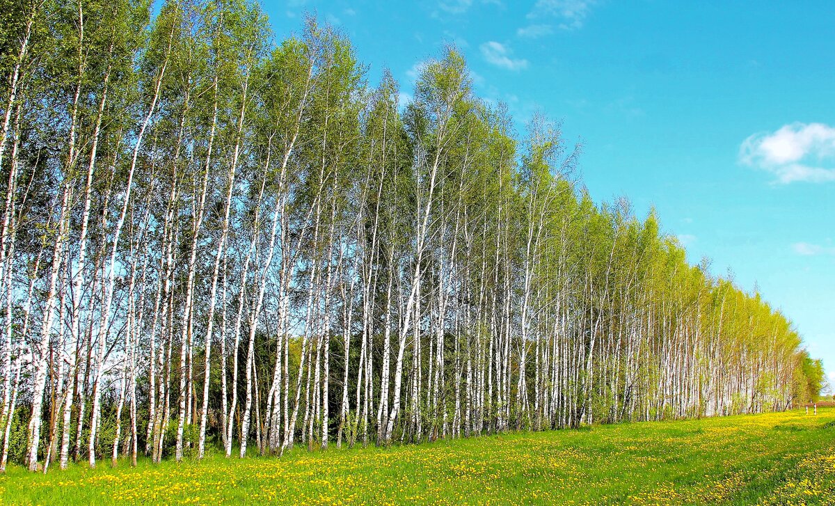 БЕРЕЗОВЫЙ ВЕСЕННИЙ ХОРОВОД - Валентина БЕРЕЗОВЫЙ ВЕСЕННИЙ ХОРОВОД - Валентина
