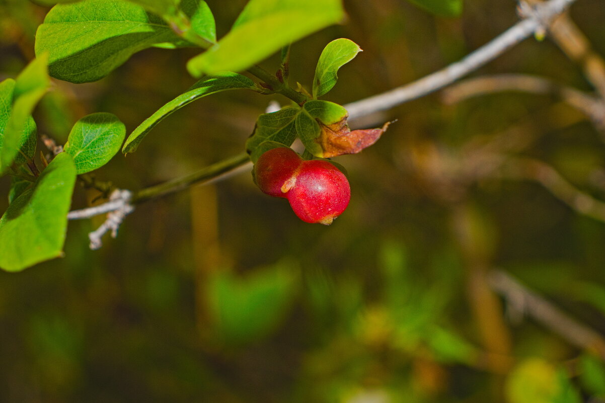 Ягода Жимолость красная - Giant Tao / Ягода Жимолость красная - Giant Tao /