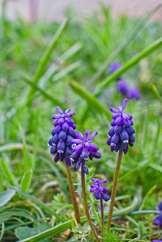 Гадючий лук. - Giant Tao /