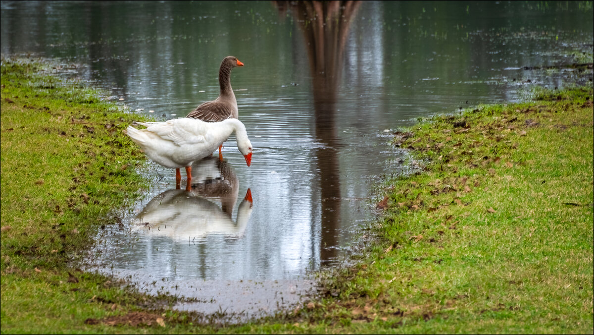 Один серый, другой белый... - **** vedin