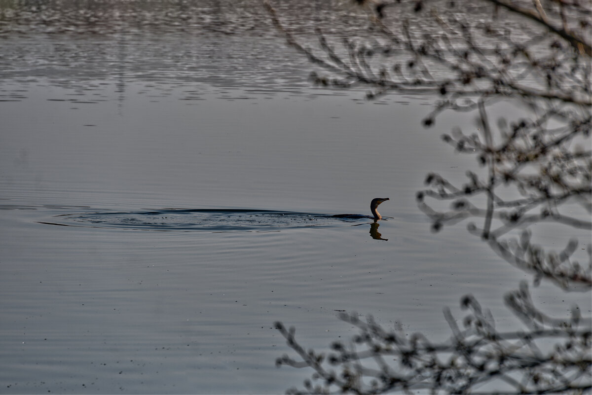 Баклан - Jakob Dick Баклан - Jakob Dick