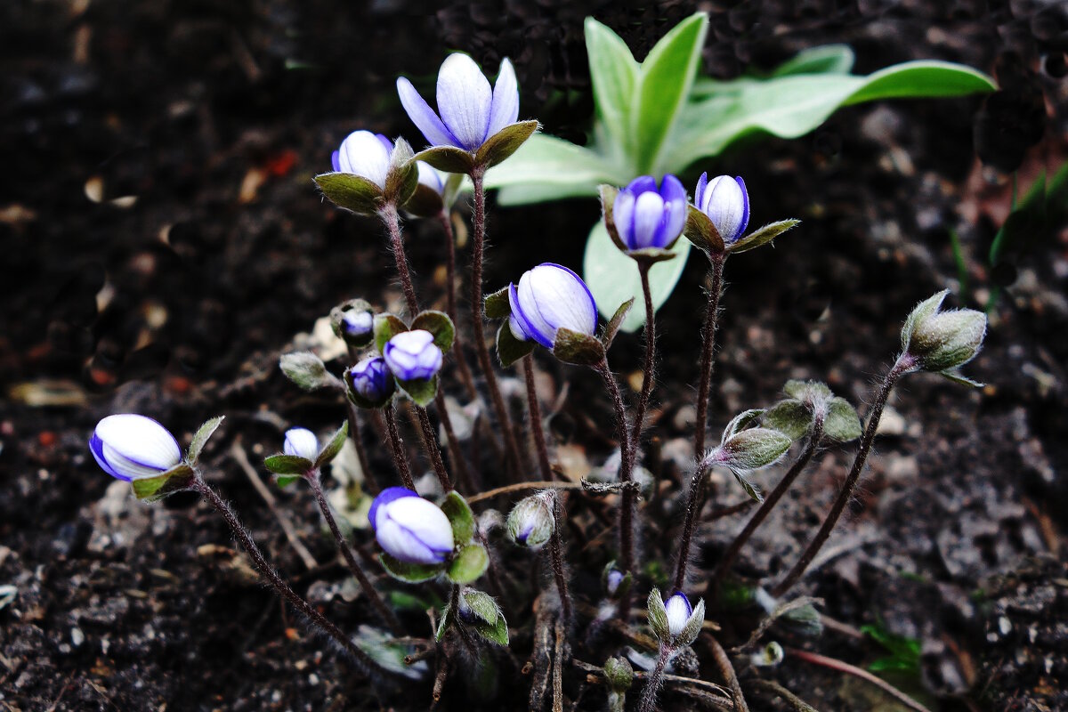 Печёночница - Рита Симонова