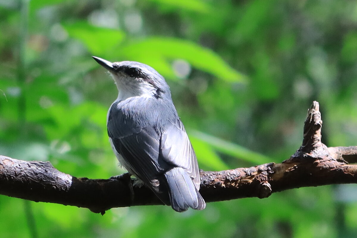Поползень - Галина Козлова 