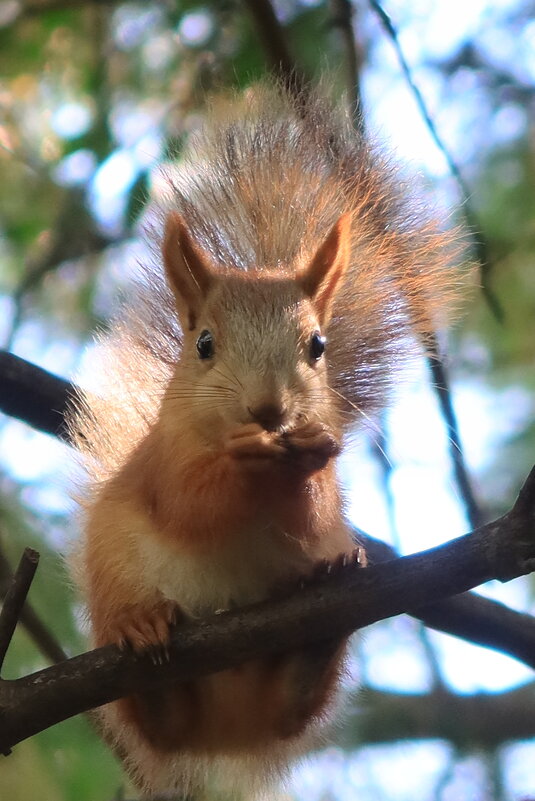 Рыжик - Галина Козлова 