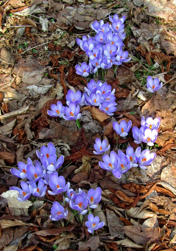 Крокус шафран - Сергей Карачин