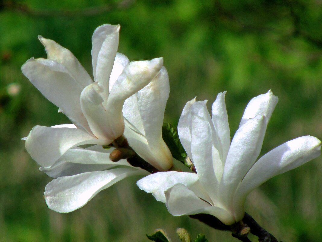 Магнолия звездчатая - Сергей Карачин