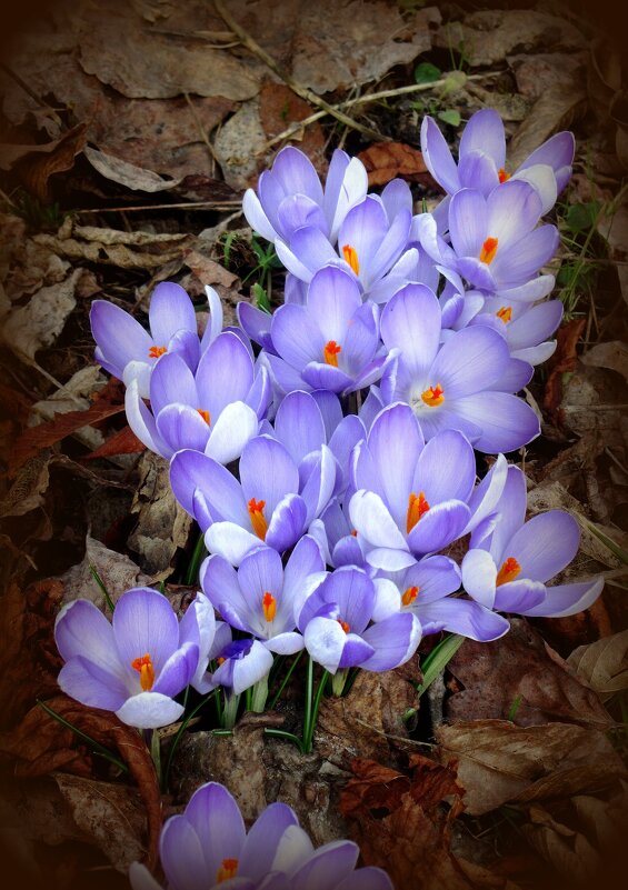 Мартовские шафраны - Сергей Карачин Мартовские шафраны - Сергей Карачин