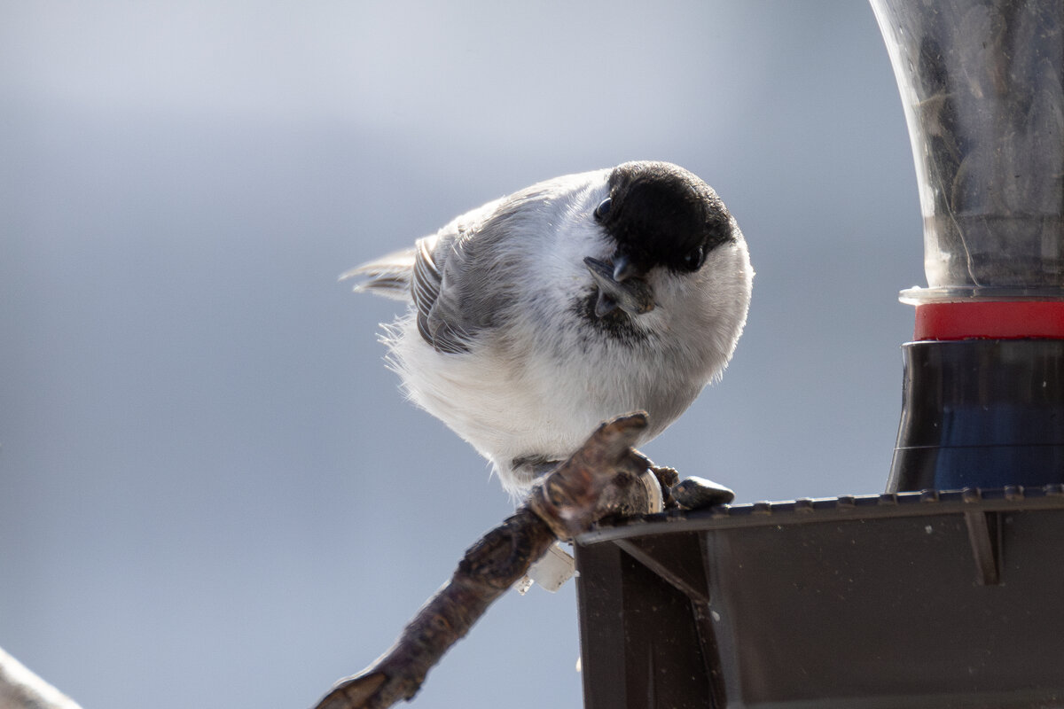 *** - Сергей Брюшинин
