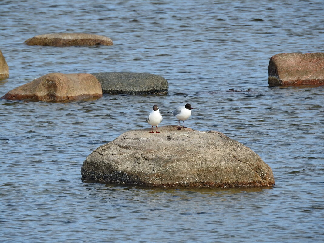 весна - ИННА ПОРОХОВА