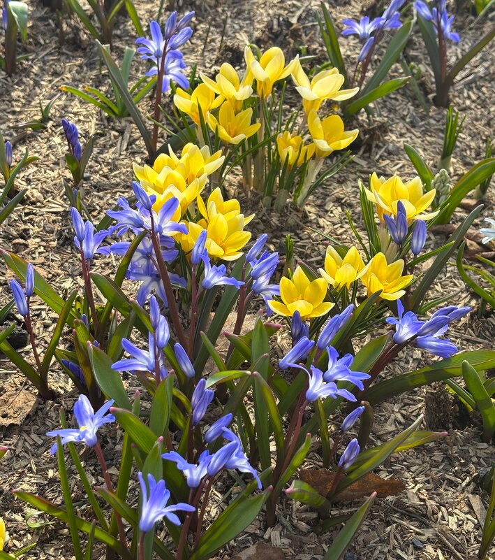 Весенняя радость - Мария - Maria