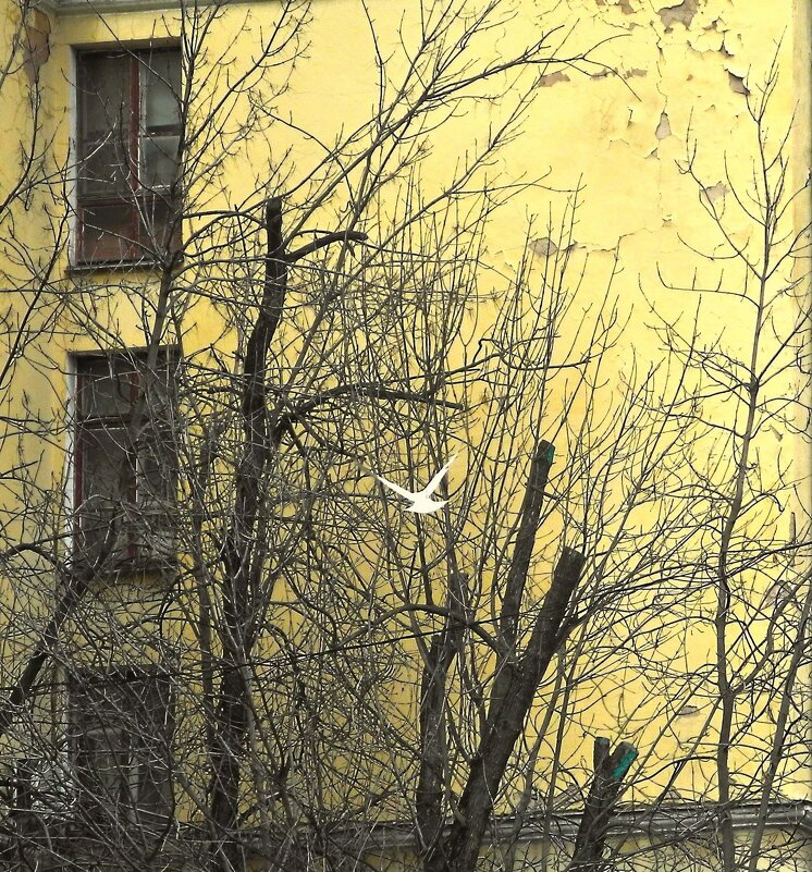 Внезапно голубь пролетел - Мария - Maria