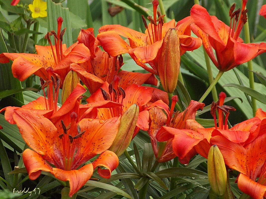 Лилии - Freddy 97