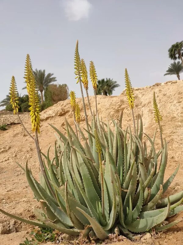 Египет. Шарм-эль-Шейх - Ирэн 
