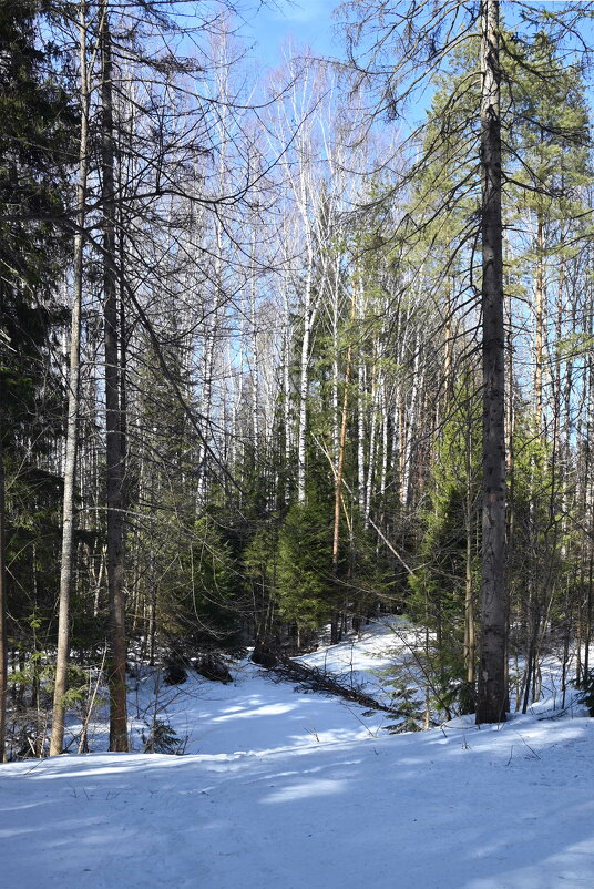 Весна в лесу. - ВикТор Быстров