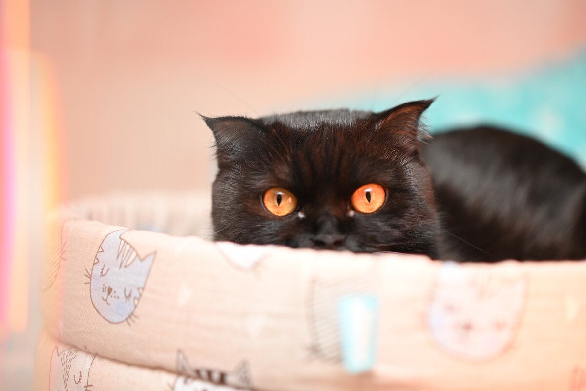 Маруся - Вячеслав Дроздов