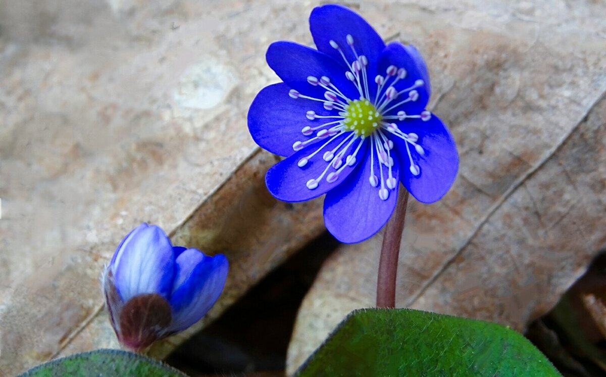 Весенние цветы (печёночницы). - Милешкин Владимир Алексеевич 