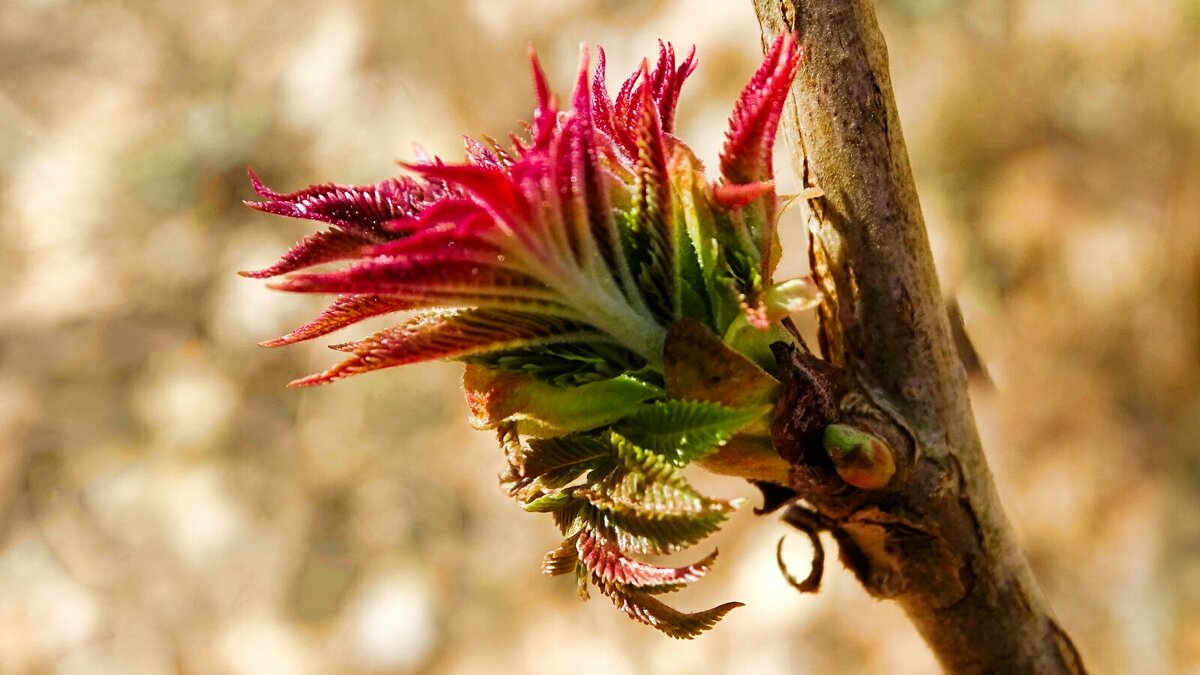 Картинка весны. - Милешкин Владимир Алексеевич 