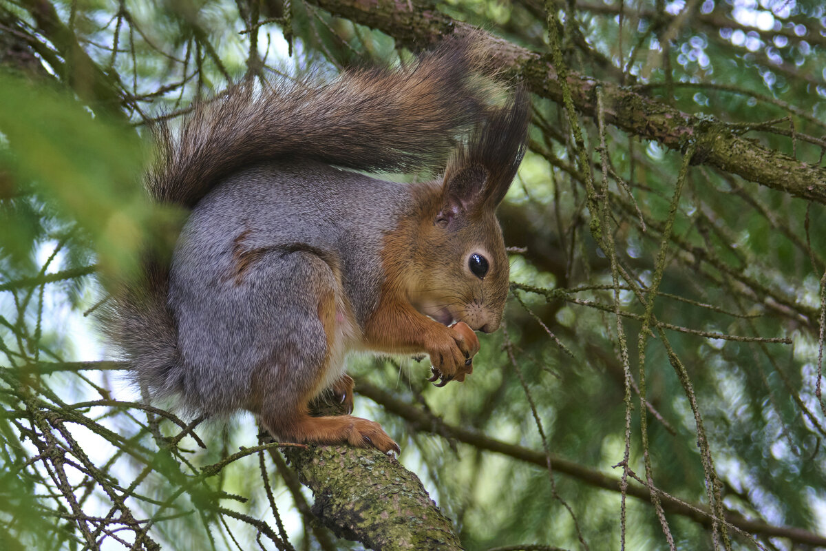живая природа - Николай Соколухин