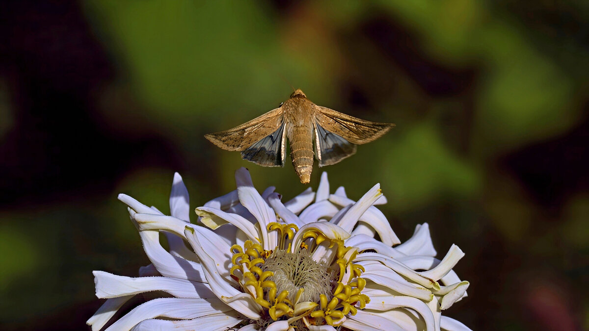 Совка-мотылёк - Николай Соколухин Совка-мотылёк - Николай Соколухин