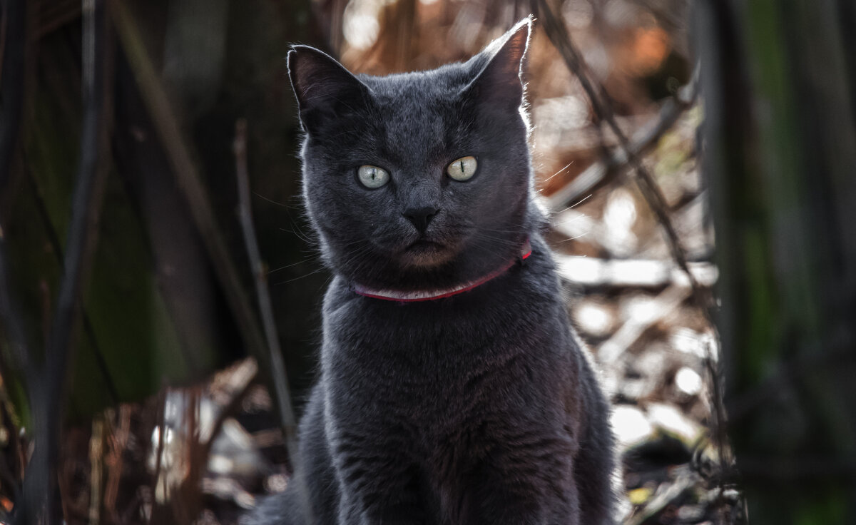 *** - Владимир Безбородов *** - Владимир Безбородов