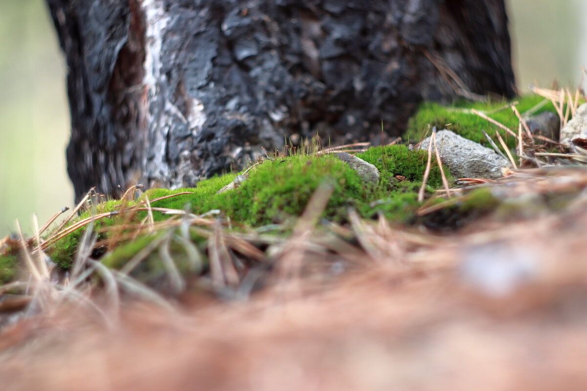 *** - Александр Николаев