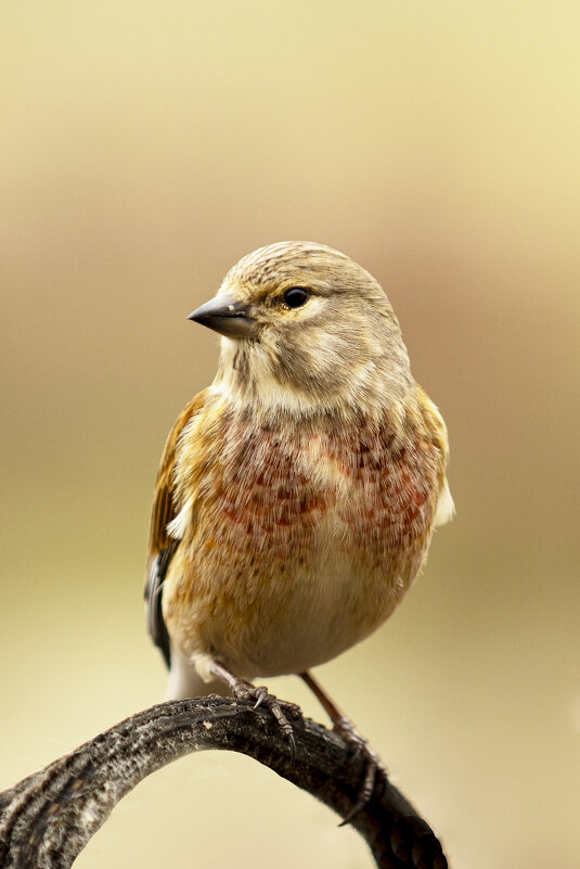 Коноплянка - Валерий Черняк