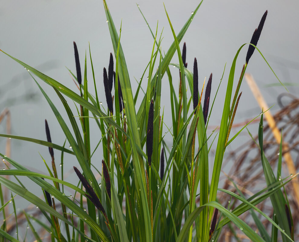 *** - Игорь Протасов