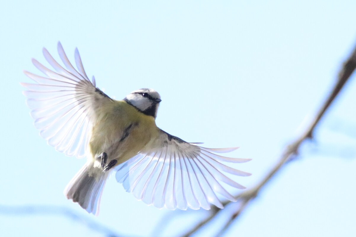 Лазаревка - Елена Иванкина