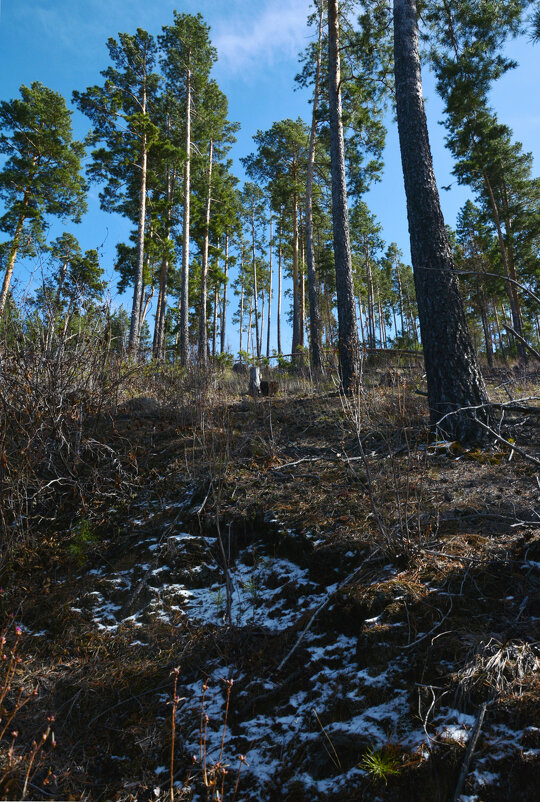 * - Наталья Покацкая