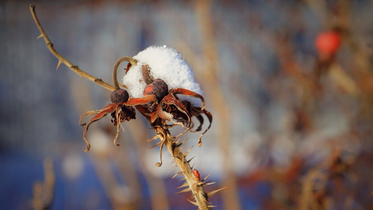 зимние сны - Андрей Литов зимние сны - Андрей Литов