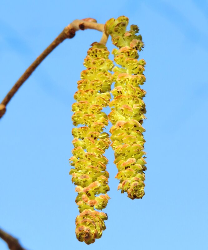 Серёжки весны - Андрей Снегерёв Серёжки весны - Андрей Снегерёв
