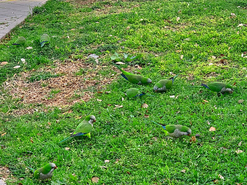 ПОПУГАИ ПАСУТСЯ - Анатолий Малобродский ПОПУГАИ ПАСУТСЯ - Анатолий Малобродский