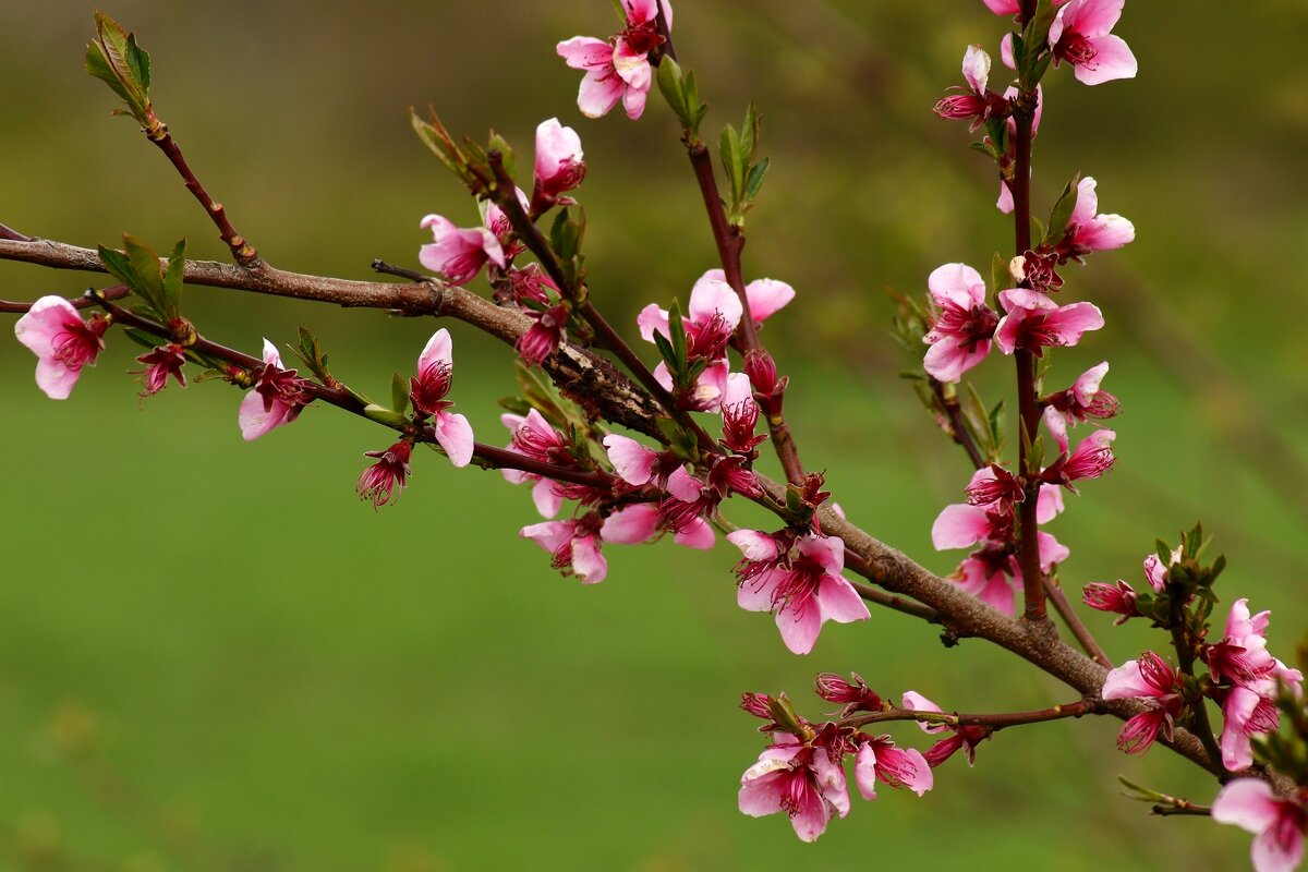 Цветение персика - Юрий. Шмаков Цветение персика - Юрий. Шмаков