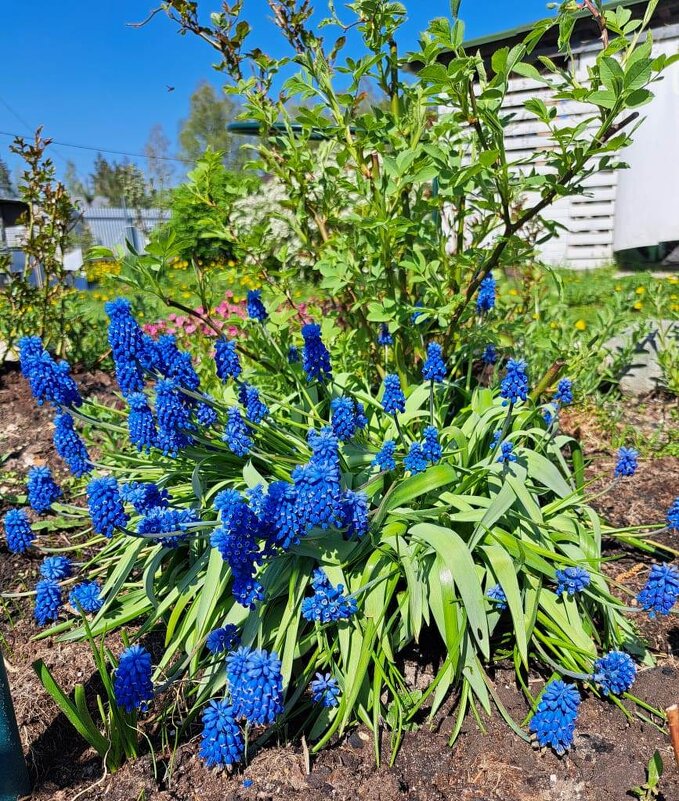 Весна - Таня Фиалка