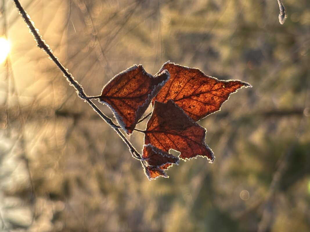 Прошлогодние - Ольга Савельева 